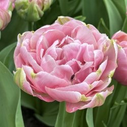 Tulipan Amazing Grace 8 lg