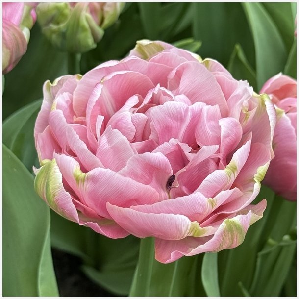 Tulipan Amazing Grace 8 lg