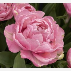 Tulipan Amazing Grace 8 lg