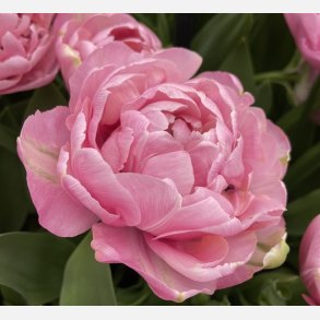 Tulipan Amazing Grace 8 lg