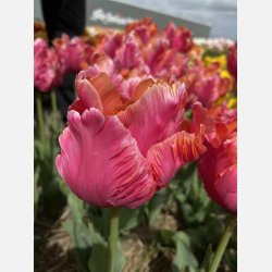 Tulipan Amazing Parrot 8 lg