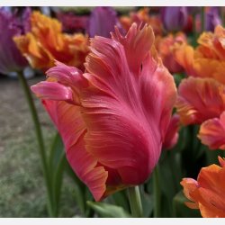 Tulipan Amazing Parrot 8 lg