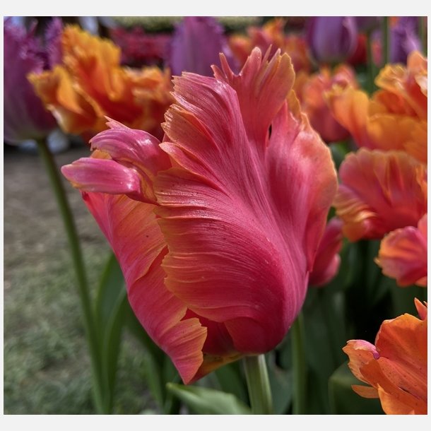 Tulipan Amazing Parrot 8 lg