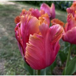 Tulipan Amazing Parrot 8 lg