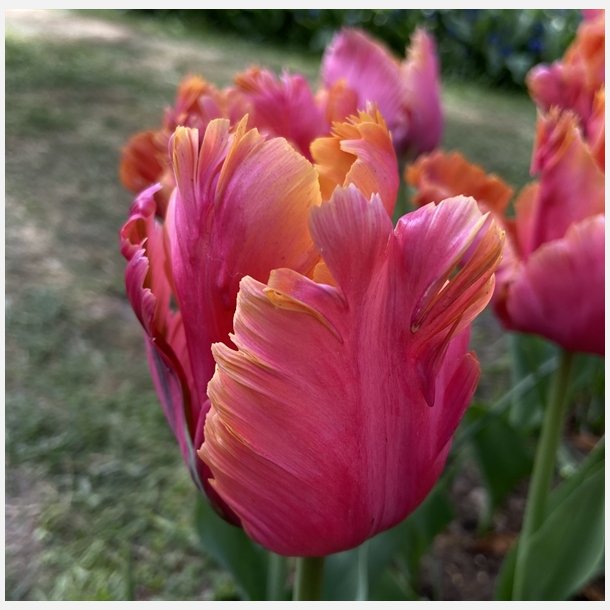 Tulipan Amazing Parrot 8 lg