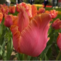 Tulipan Amazing Parrot 8 lg