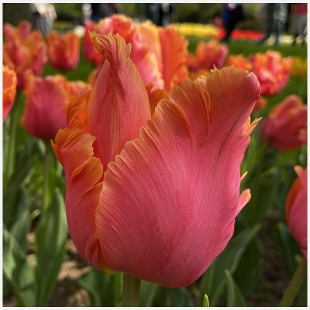 Tulipan Amazing Parrot 8 lg