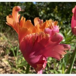 Tulipan Amazing Parrot 8 lg