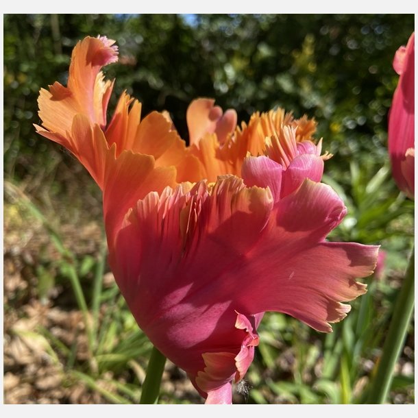 Tulipan Amazing Parrot 8 lg