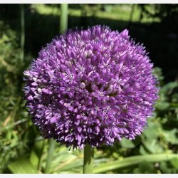 Allium Ambassador 1 lg