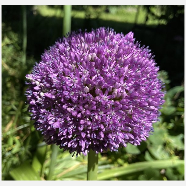 Allium Ambassador 1 lg