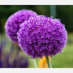 Allium Ambassador 1 lg