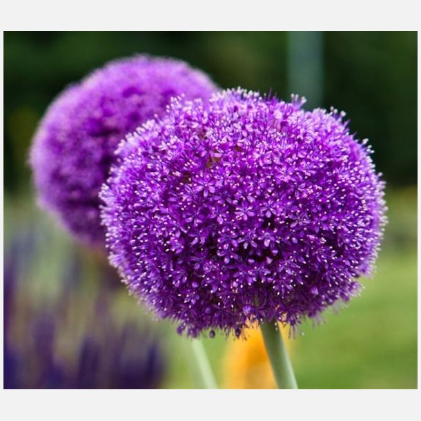 Allium Ambassador 1 lg