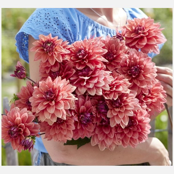 Dahlia American Dawn
