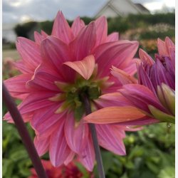 Dahlia American Dawn