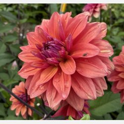 Dahlia American Dawn