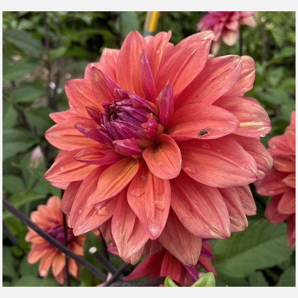 Dahlia American Dawn