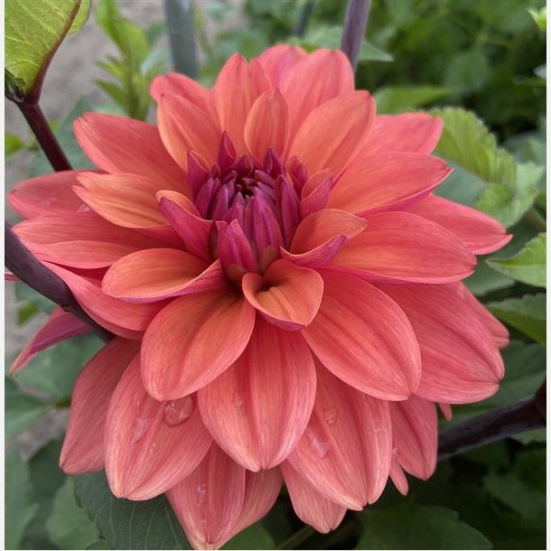 Dahlia American Dawn