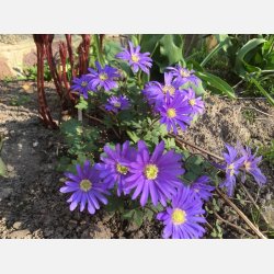 Anemone Blue Blanda Shades 20 lg