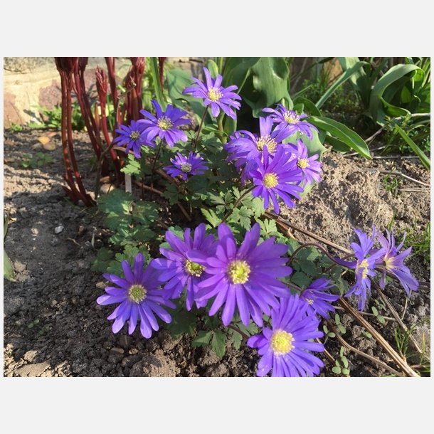 Anemone Blue Blanda Shades 20 lg