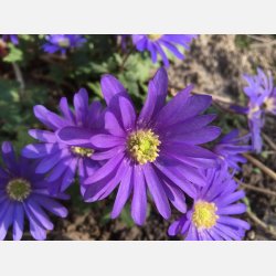 Anemone Blue Blanda Shades 20 lg