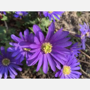 Anemone Blue Blanda Shades 20 lg