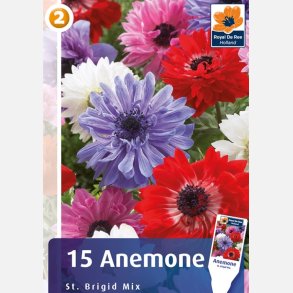 Franske Anemoner dobbelt mix 