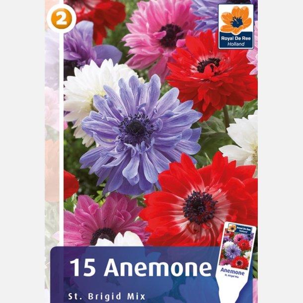 Franske Anemoner dobbelt mix 