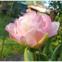 Tulipan Angelique 8 lg