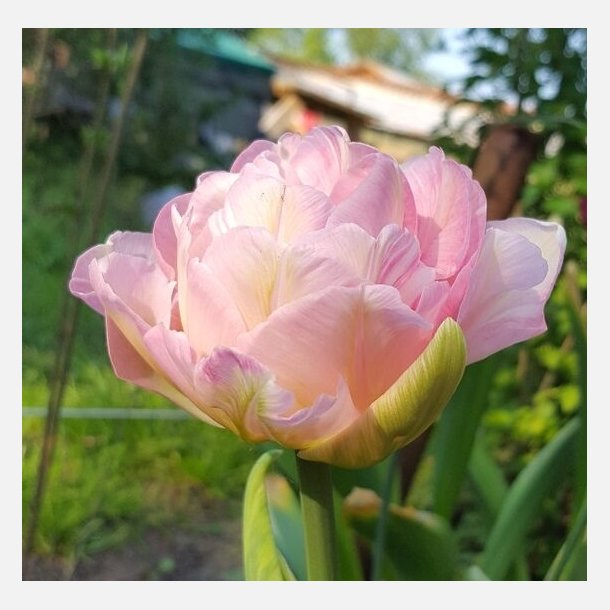 Tulipan Angelique 8 lg