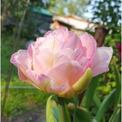 Tulipan Angelique 8 lg