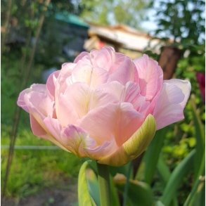 Tulipan Angelique 8 lg