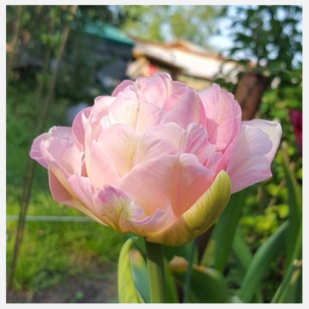 Tulipan Angelique 8 lg