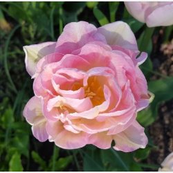 Tulipan Angelique 8 lg