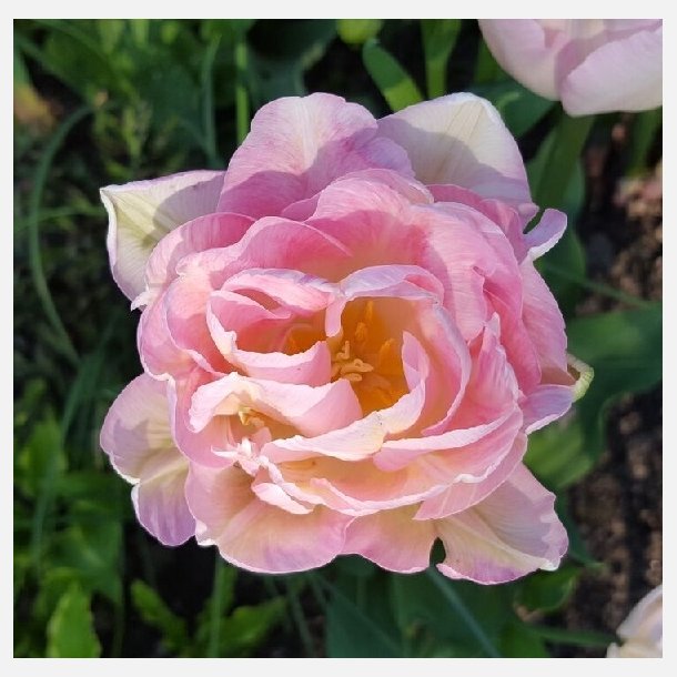 Tulipan Angelique 8 lg