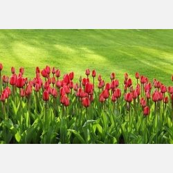 Tulip Apeldoorn 8 lg