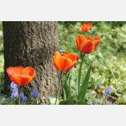 Tulipan Apeldoorn's Elite 8 lg