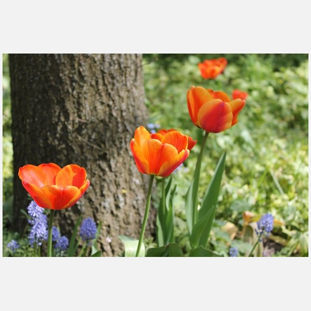 Tulipan Apeldoorn's Elite 8 lg