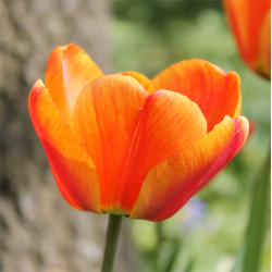 Tulipan Apeldoorn's Elite 8 lg