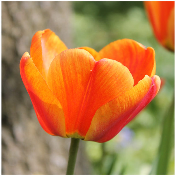 Tulipan Apeldoorn's Elite 8 lg