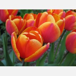 Tulipan Apeldoorn's Elite 8 lg