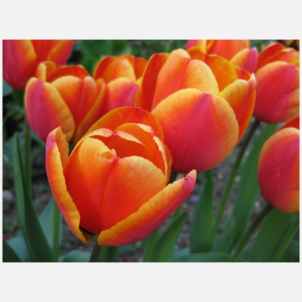 Tulipan Apeldoorn's Elite 8 lg