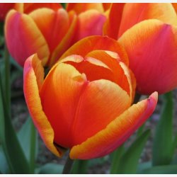 Tulipan Apeldoorn's Elite 8 lg