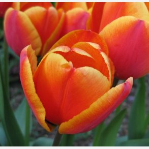 Tulipan Apeldoorn's Elite 8 lg