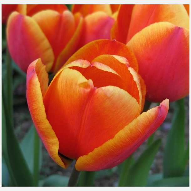 Tulipan Apeldoorn's Elite 8 lg