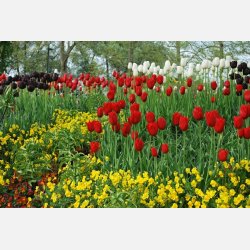 Tulip Apeldoorn 8 lg