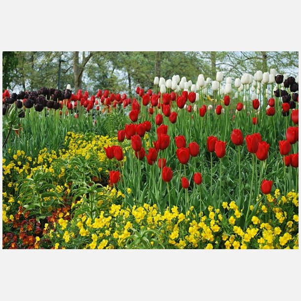 Tulip Apeldoorn 8 lg