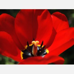 Tulip Apeldoorn 8 lg