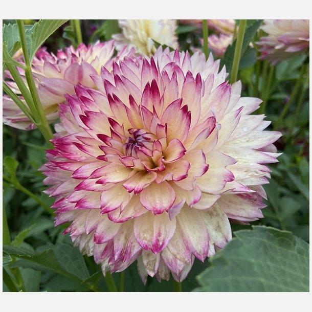 Dahlia Aphrodite