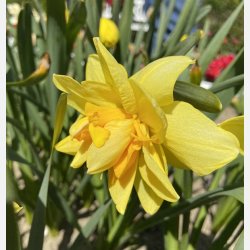 Narcis Apotheose 5 lg